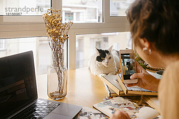 Grafikdesigner fotografiert Katze per Smartphone auf dem heimischen Schreibtisch