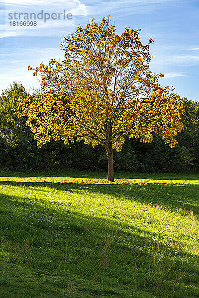 Blick auf einen einzelnen Baum im Herbst