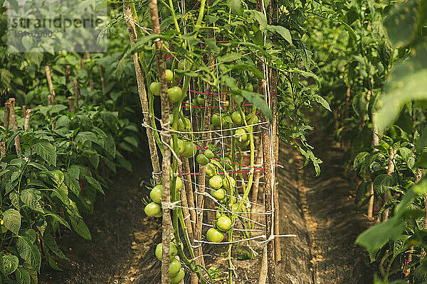 Tomaten wachsen auf Pflanzenzweigen im Gewächshaus