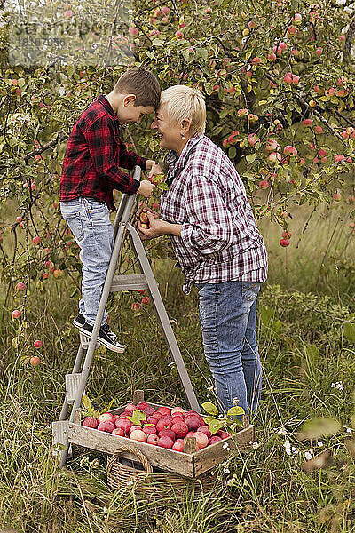 Glückliche Großmutter und Enkel pflücken gemeinsam Äpfel im Obstgarten