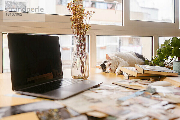 Katze entspannt sich zu Hause am Laptop am Schreibtisch