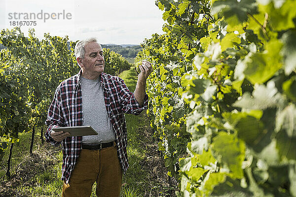 Älterer Mann steht mit Tablet-PC und analysiert Traubenpflanze im Weinberg