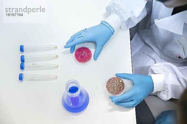 Wissenschaftler hält Petrischalen über Tisch im Labor