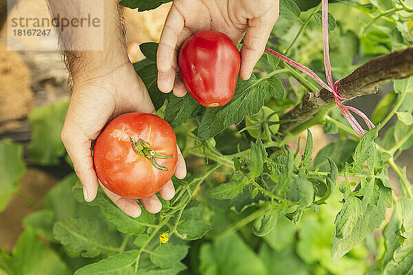 Hände eines jungen Bauern zeigen frische Tomaten im Gewächshaus