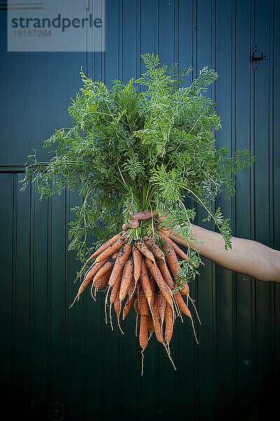 Arm of woman holding bunch of freshly harvested carrots