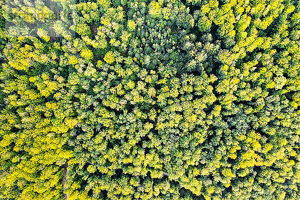 Deutschland  Baden-Württemberg  Drohnenansicht des grünen Herbstwaldes im Remstal
