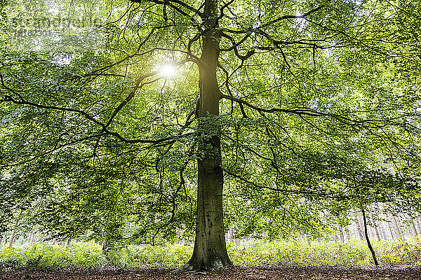 Großbritannien  England  Sonne scheint durch grüne Zweige eines großen Baumes in Cannock Chase