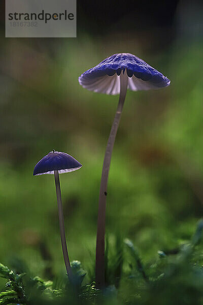 Purple mushrooms growing on forest floor