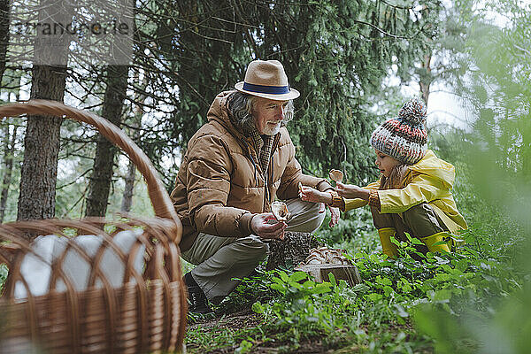 Großvater und Mädchen sammeln Pilze im Wald