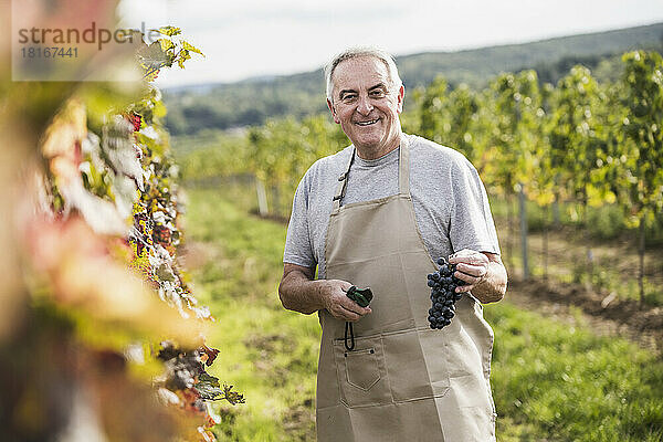 Glücklicher älterer Mann in Schürze  der mit einer Gartenschere und Weintrauben im Weinberg steht