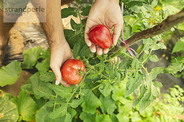 Hände eines Bauern zeigen frische Tomaten über Pflanzen im Gewächshaus