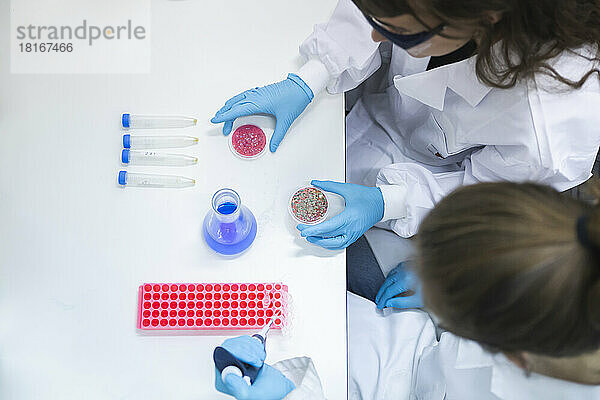 Wissenschaftler experimentieren mit Pilzkulturen auf dem Tisch im Labor