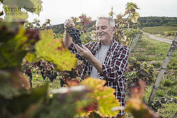Glücklicher älterer Mann  der Weintrauben im Weinberg analysiert