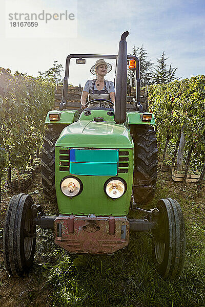 Reifer Bauer auf Traktor im Weinberg