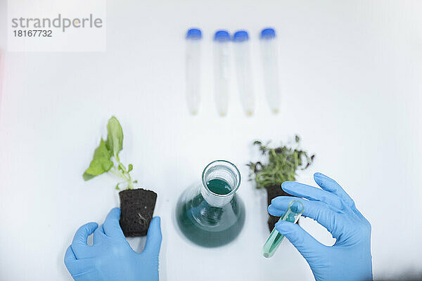 Wissenschaftler hält Pflanze und Reagenzglas mit Flüssigkeit im Labor