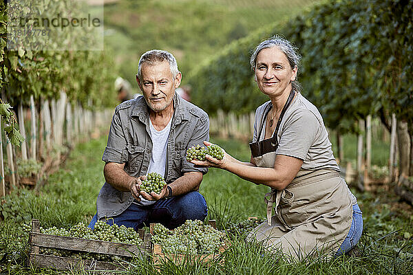 Lächelnde reife Bauern halten Weintrauben im Weinberg