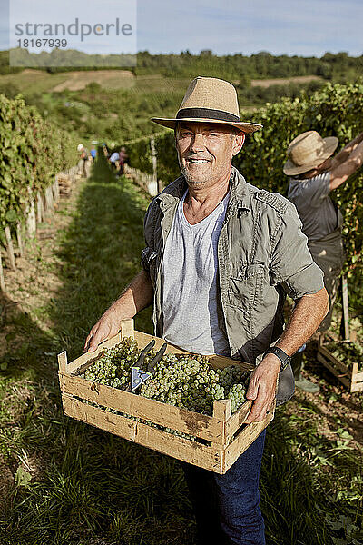 Lächelnder Bauer mit Strohhut hält eine Kiste Weintrauben im Weinberg