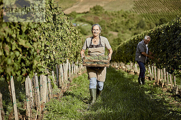 Reifer Bauer hält eine Kiste Weintrauben in der Hand und geht im Weinberg spazieren  während ein Mann im Hintergrund arbeitet