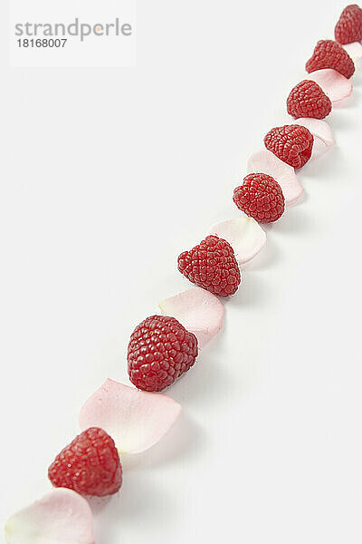 Raspberries and rose petals arranged in row on white background