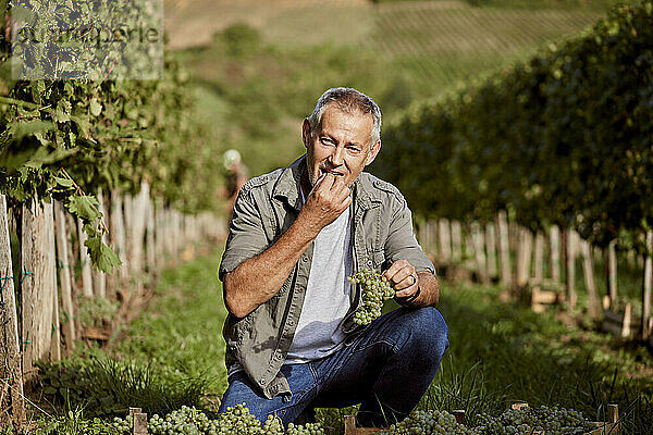 Reifer Bauer isst an einem sonnigen Tag Weintrauben im Weinberg