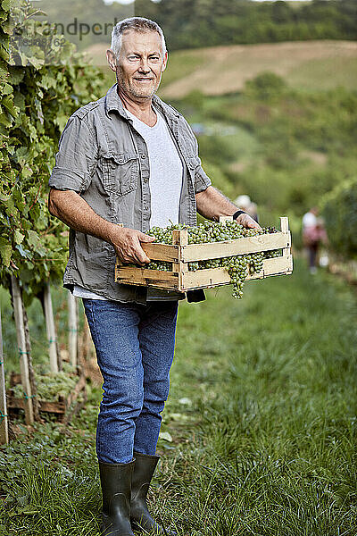 Lächelnder reifer Bauer hält Kiste mit frischen Weintrauben im Weinberg