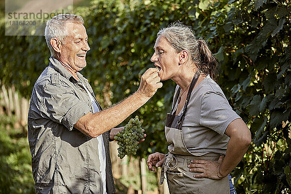 Glücklicher Bauer füttert Frau im Weinberg an sonnigem Tag mit Trauben