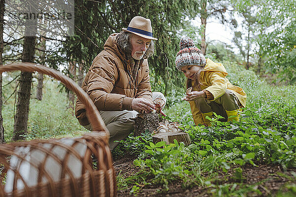 Großvater und Enkelin sammeln Pilze im Wald