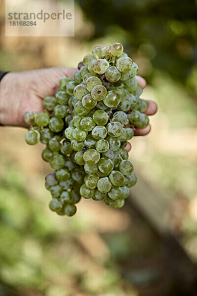 Hand des Bauern  der frische Weintrauben hält