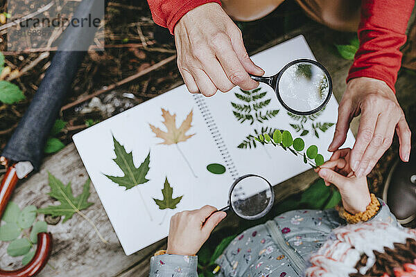 Hände eines Mädchens  das mit Großmutter im Wald Blätter für Herbarium sammelt
