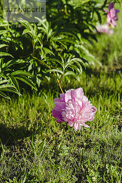 Fresh pink flower by grass in garden on sunny day