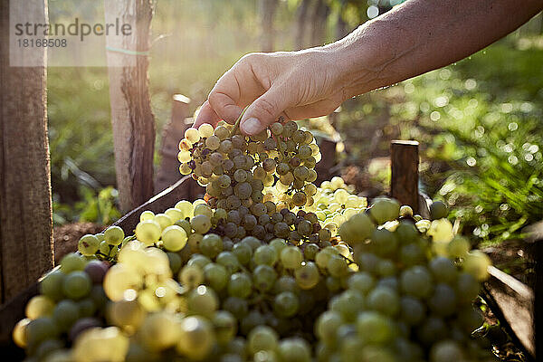 Hand eines Bauern  der an einem sonnigen Tag eine Weintraube hält