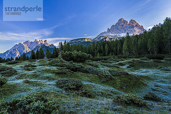Italy  Veneto  Edge of alpine forest in Sexten Dolomites at dusk