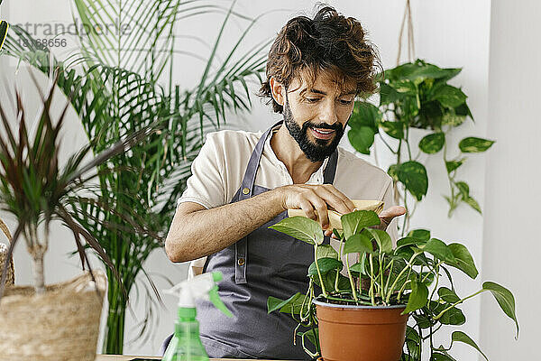 Lächelnder Mann reinigt Pflanzenblätter mit Serviette