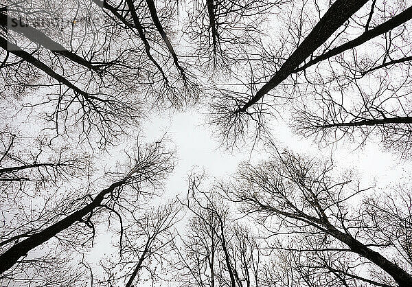 Kahle Bäume erheben sich gegen den klaren Himmel