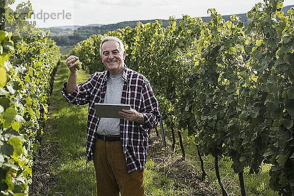 Älterer Mann zeigt Grapefruit mit Tablet-PC im Weinberg