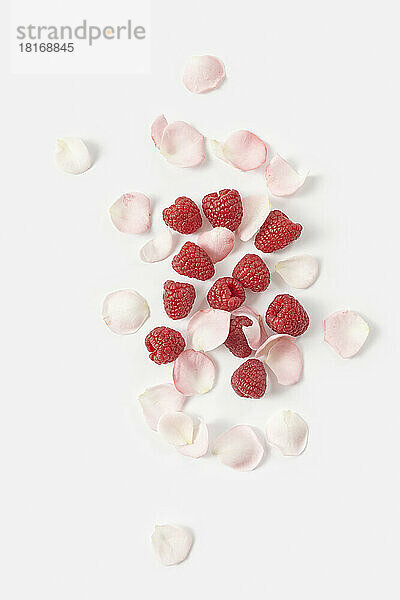 Fresh raspberries and rose petals against white background