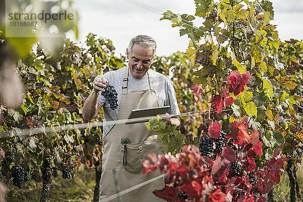 Lächelnder älterer Bauer nutzt Tablet-PC mit Weintrauben im Weinberg