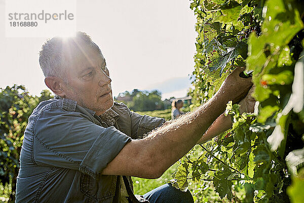 Reifer Bauer beschneidet Weinreben an einem sonnigen Tag im Weinberg