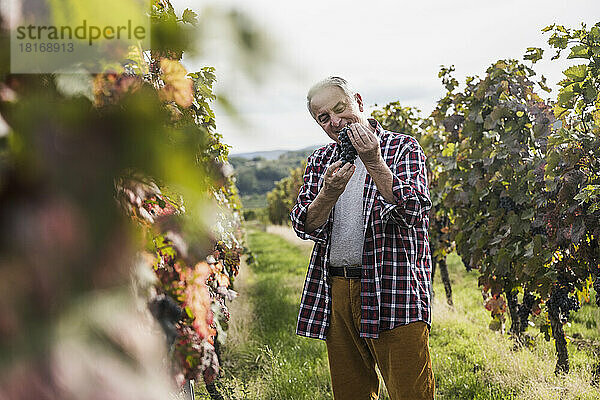 Lächelnder Bauer steht mit einer Traube roter Weintrauben im Weinberg