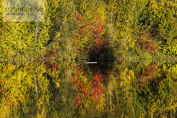 Herbstbäume spiegeln sich im Badesee Erlabrunn