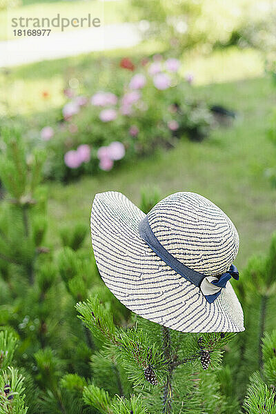 Hat on spruce plant in garden