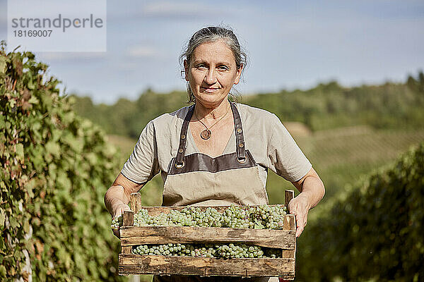 Lächelnder reifer Bauer hält an einem sonnigen Tag eine Kiste Weintrauben auf dem Bauernhof