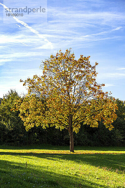 Blick auf einen einzelnen Baum im Herbst