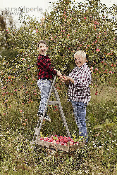 Glücklicher Enkel auf Leiter erntet Äpfel mit Großmutter im Obstgarten