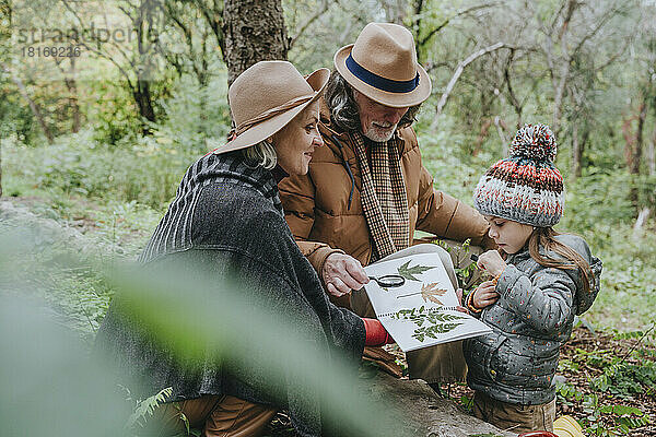 Großeltern und Mädchen sammeln Blätter im Wald