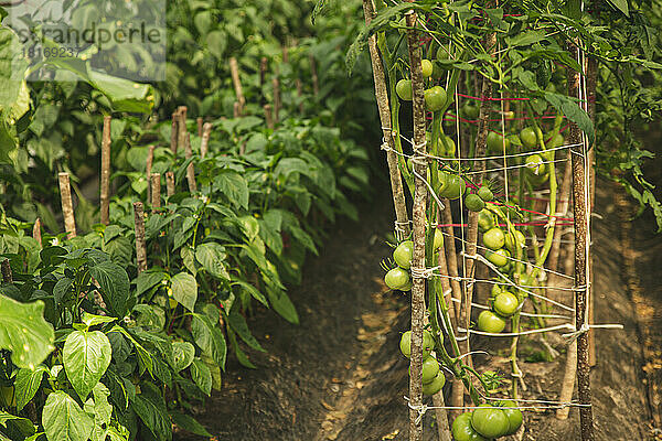 Frische Tomaten wachsen auf einem Pflanzenzweig im Gewächshaus