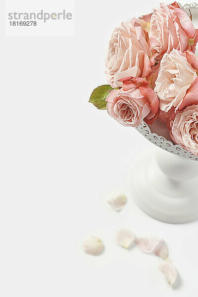 Frische rosa Rosen auf einem Kuchenständer vor weißem Hintergrund