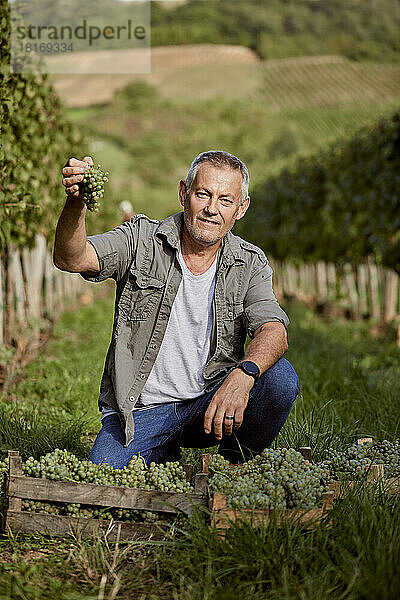 Reifer Bauer zeigt Weintrauben im Weinberg