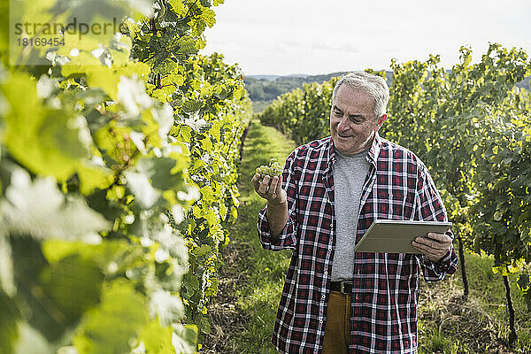 Lächelnder Bauer mit Tablet-PC analysiert Traubenfrüchte inmitten des Weinbergs