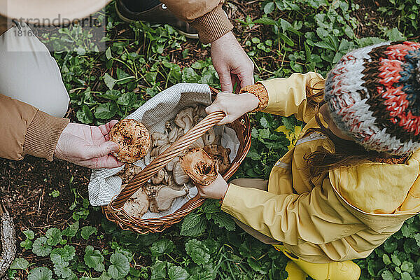 Mann und Enkelin sammeln Pilze im Korb im Wald